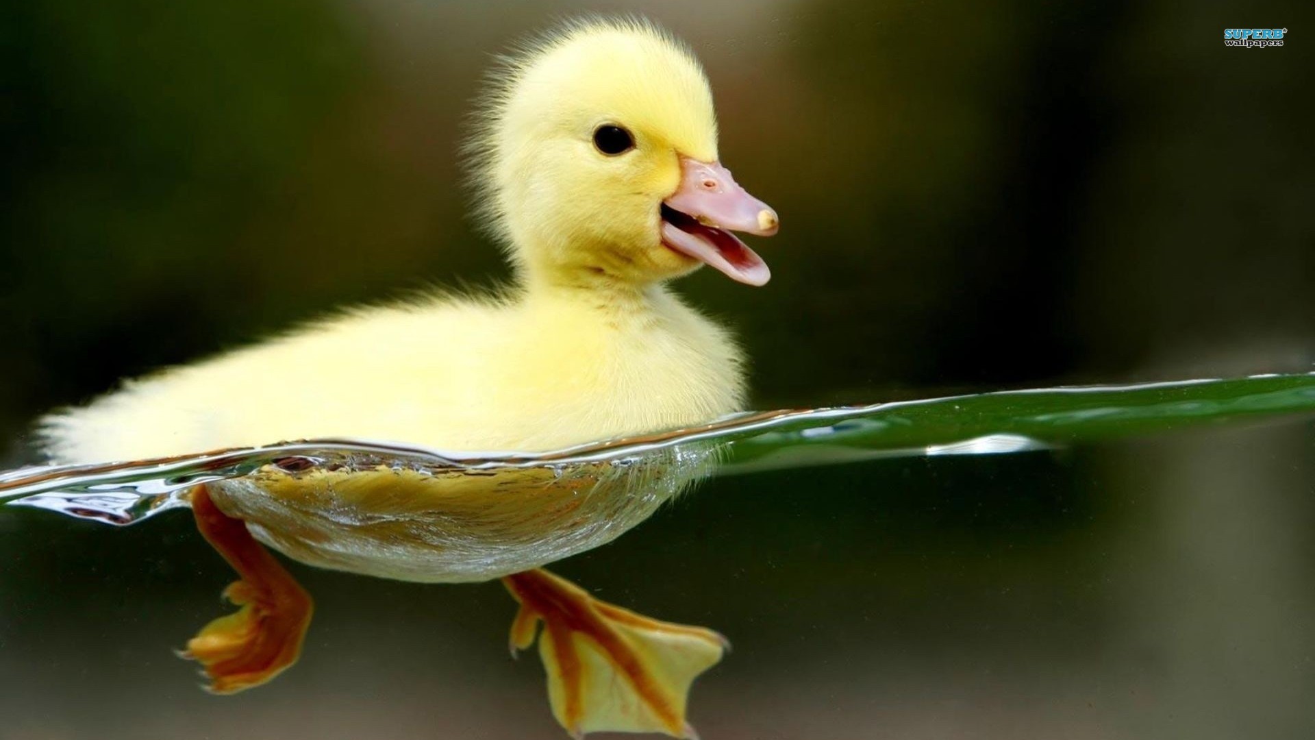 duck